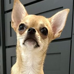 Chihuahuas from Bandits