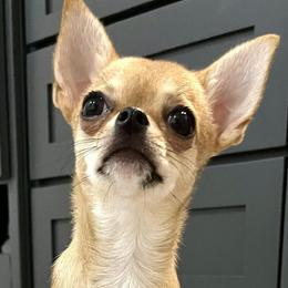 Chihuahuas from Bandits