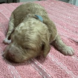 Diana - Buff female Cockapoo puppy in Sheridan, Missouri from Shepherdsfold’s Cockapoos