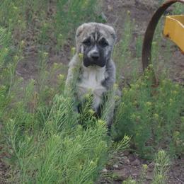 Boy 4 - Brindle male Armenian Gampr puppy in Neenach, California from The Mustangs Ranch