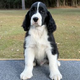 Sammy - Black and white male English Springer Spaniel puppy in Las Vegas, Nevada from Legacy