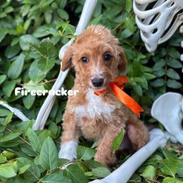 Firecracker - Red  male Goldendoodle puppy in Herriman, Utah from Gypsi Doodles & Poodles LLC.
