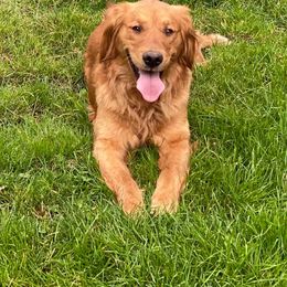 Golden Retriever All Grown Up from Trisha Ferris' Golden Retrievers
