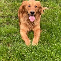 Golden Retriever All Grown Up from Trisha Ferris' Golden Retrievers