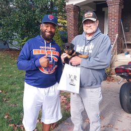 Rottweiler Puppies from Von Alley Rottweilers
