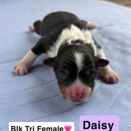 Miniature American Shepherd and Toy Australian Shepherd Puppies from Southern L Aussies