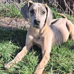 Viva Blue Fawn Merle - Merle female Great Dane puppy in Cunningham, Kansas from Garden Grove Great Danes