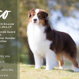 Pico - Australian Shepherd