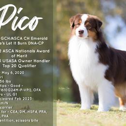 Pico - Australian Shepherd