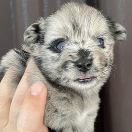 Zoey - Merle female Pomsky puppy in Brooklyn, Connecticut from Michelle's Pomskies