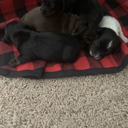 Dachshund Puppies from Holly’s Mini Weenies