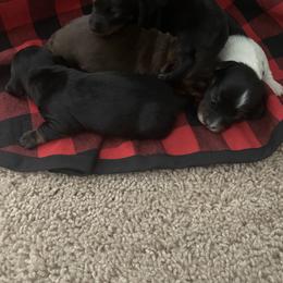 Dachshund Puppies from Holly’s Mini Weenies