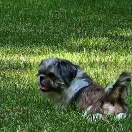 Chewie - Shih Tzu