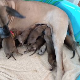 Bubbles - Great Dane