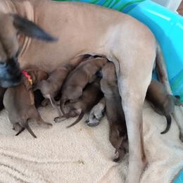 Bubbles - Great Dane