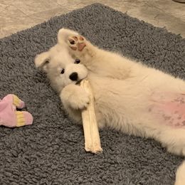 Samoyed Puppies from Velvet Sky