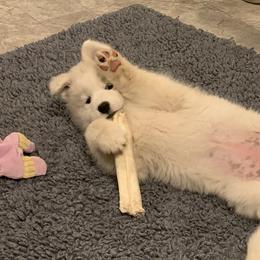 Samoyed Puppies from Velvet Sky