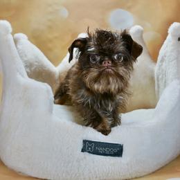 Baci - Brussels Griffon