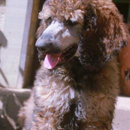 Bluetick Coonhound and Poodle Puppies from Dejah Bleu Kennels