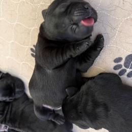 Purple - Black female Labrador Retriever puppy in Buckley, Washington from Buckley Labradors