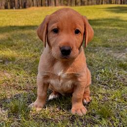 Black boy - Yellow male Labrador Retriever puppy in Plymouth, North Carolina from Duck Creek Kennels