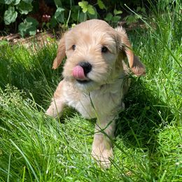 Australian Labradoodles from Crimson Clover Labradoodles