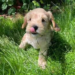 Australian Labradoodles from Crimson Clover Labradoodles