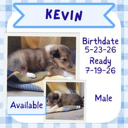 Kevin - Sable male Collie puppy in Mattoon, Illinois from Gold Leaf Collies
