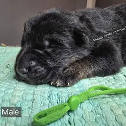 Green - Black and red male German Shepherd puppy in Tony, Wisconsin from Muddy Acres German Shepherds
