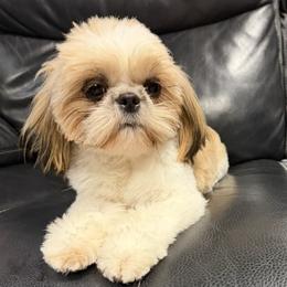 Rosie - Shih Tzu