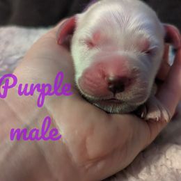 Golden Retriever Puppies from Heckmans English Cream Golden Retrievers