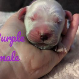 Golden Retriever Puppies from Heckmans English Cream Golden Retrievers