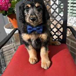 Boy 3 - Black tri-color male Aussiedoodle puppy in Farmville, North Carolina from Middle Swamp Poodles and Doodles