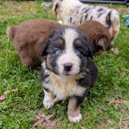 Quinn4Boy4- BTM,NBT,AKC,OFAs,Genetics - Black tri-color male Australian Shepherd puppy in South Hill, Virginia from Silverside Aussies LLC