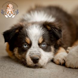 Australian Shepherd puppies from Wigglebutts Unlimited