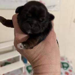 Max - Tricolor male Shih Tzu puppy in Glens Falls, New York from Shih Tzus N Giggles