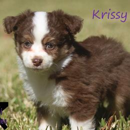 Miniature Australian Shepherd and Toy Australian Shepherd Puppies from TK Mini Aussies