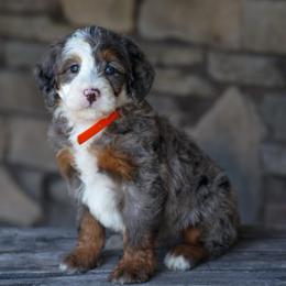 Scooby - Merle male Bernedoodle puppy in Dundee, Ohio from Down Home Doodle