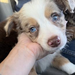 Olympus - male Australian Mountain Doodle puppy in Inola, Oklahoma from Blue Stem Companions