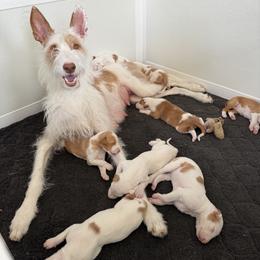Ibizan Hound Puppies from Altamira Wire Ibizan Hounds