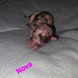 Nova - Red merle female Aussiedoodle puppy in Loveland, Colorado from A&L Ranch Aussiedoodles