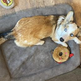 American Corgi puppies from Swell Corgis