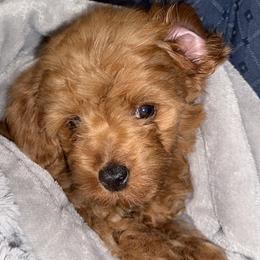 Bernedoodles, Goldendoodles, and Poodles from Summer Springer