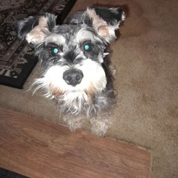 Angel - Miniature Schnauzer