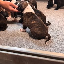 Navy blue was red. Lack of red replacement collar - Black brindle male American Staffordshire Terrier puppy in Cloverdale, Indiana from Woodshire American Staffordshire Terrier’s