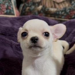 Ruby - Cream and white female Chihuahua puppy in Pounding  Mill, Virginia from Rosa's Chihuahuas