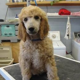 Poodle Puppies from Kokopelli Standard Poodles