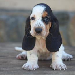 Female 3 - Black white and brown female Basset Hound puppy in Georgia from Huff's Hounds
