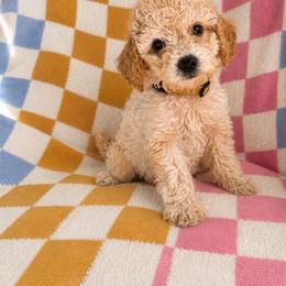 Luke Combs - Cream male Goldendoodle puppy in Norris, Tennessee from Young Farms