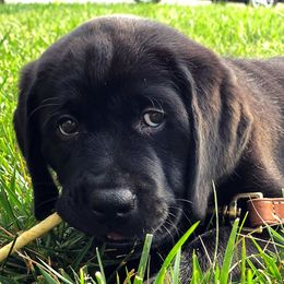 Labrador Retrievers from Nyx Labrador Retrievers